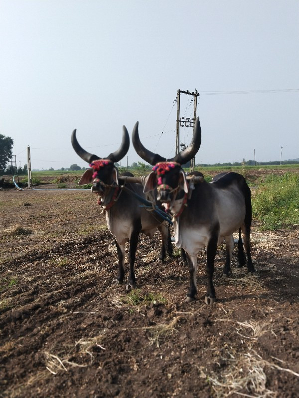 બળદ વેસવાના છે