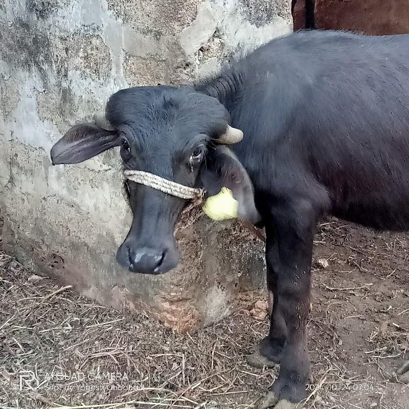 પાડી વેષ્વા ની...