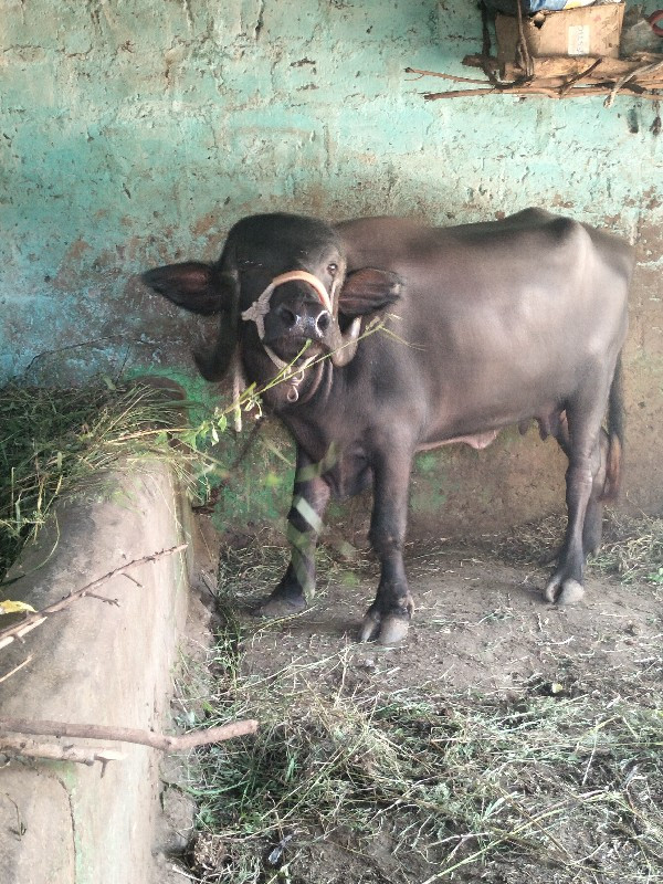 સીમાસી   મેંદરડ...