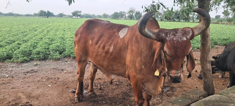 બળદ વેચવાના છે