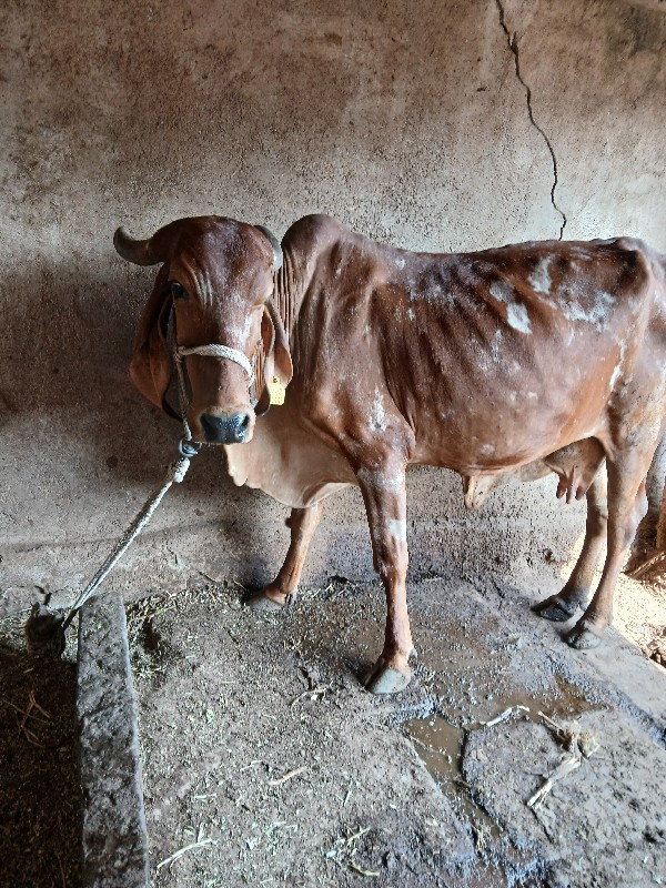 કાબરી વેચવાનીછે