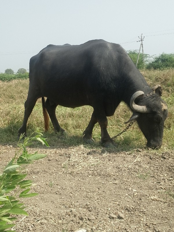 ભેંસ વેચવાની છે