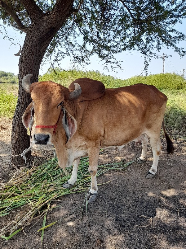 ગીર ગાય વેચવાની...