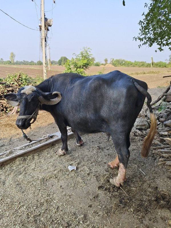 ભેંસ વેચવાની છે