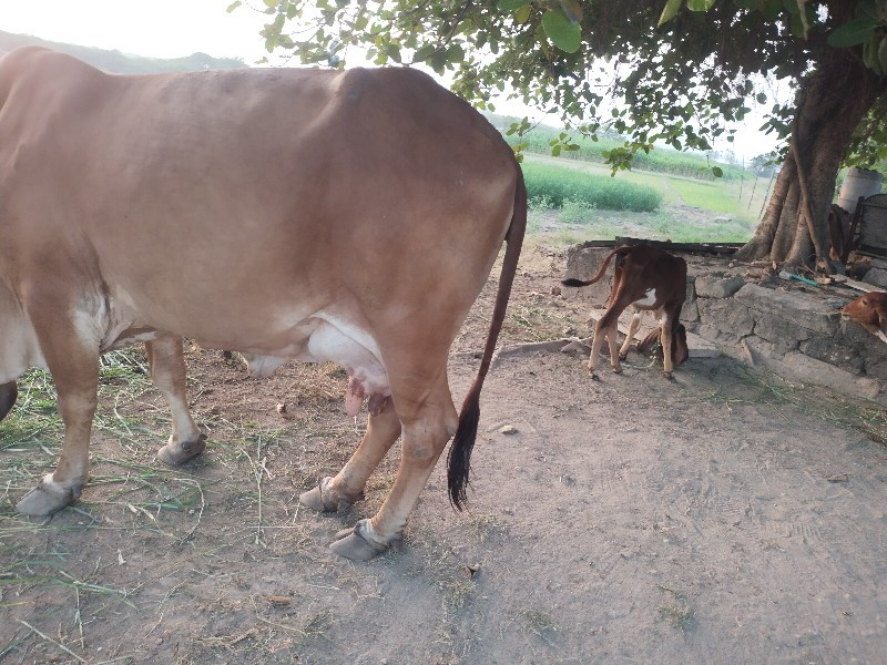 ગાય વેચવાની છે