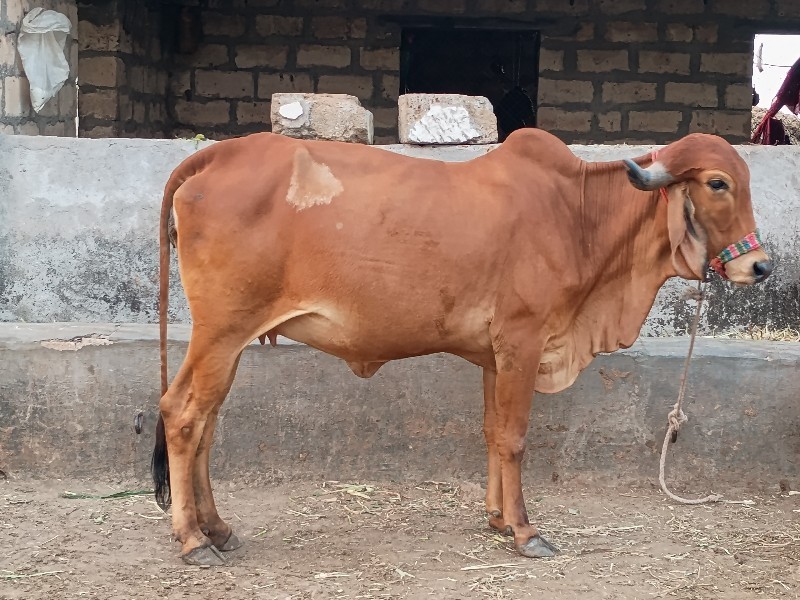 gau