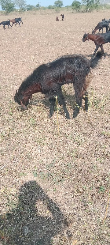 વેચવાનો છે બોકડ...