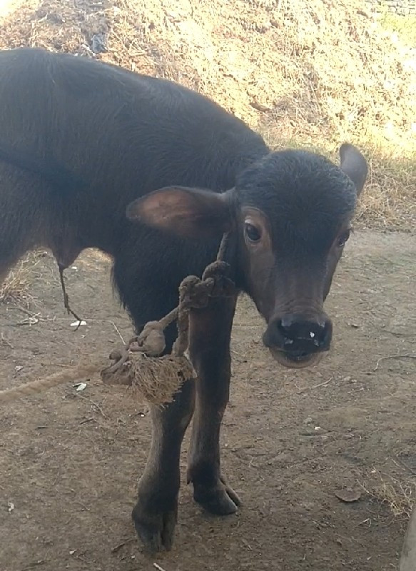 ભેંસ વેચવાની છે