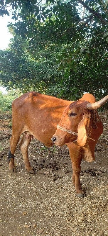 ગાય વેચવાની છે