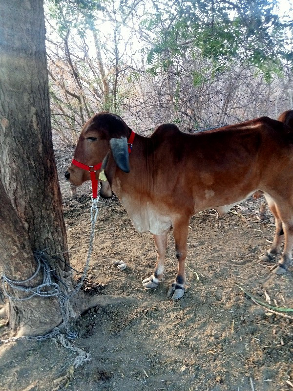 hodki vechvani...