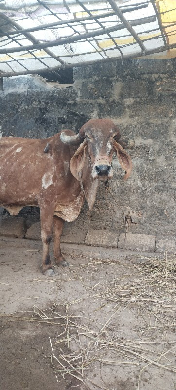 ગાય લેવા ની છે