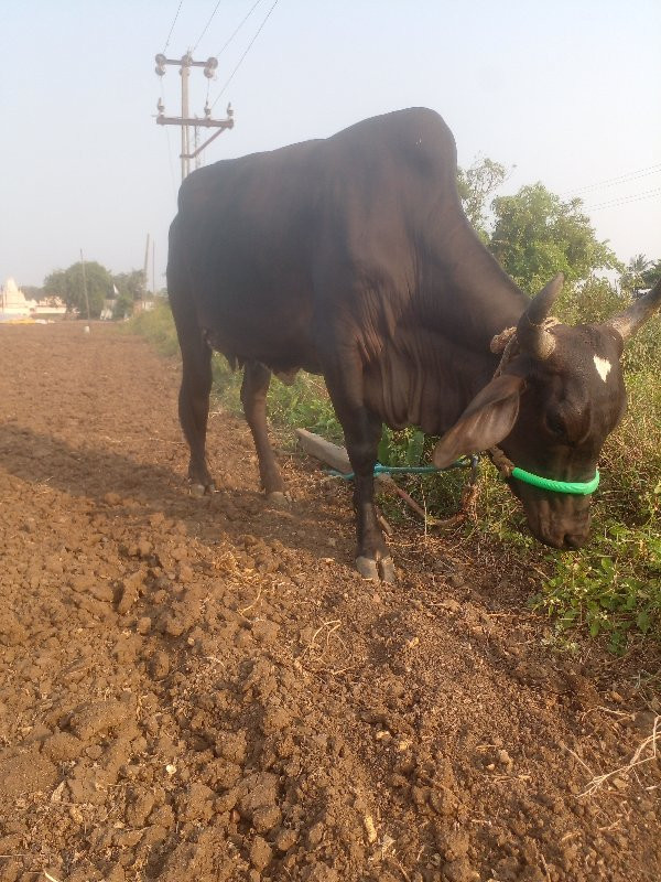 ગાય વેચવાની છે