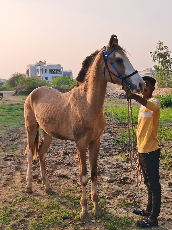 લાઈન નો વછેરો