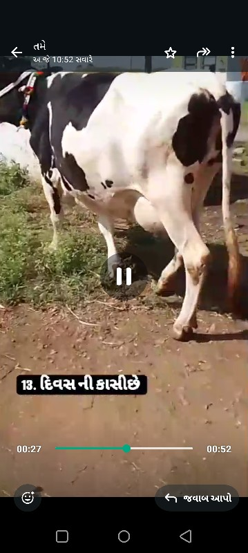 ગાય વેસવાની છે