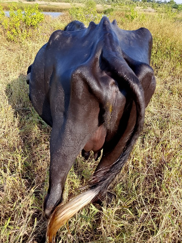 2જા વેતર માં ભે...