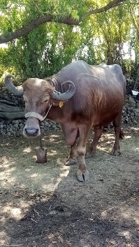 ભેસ વેચવા ની છે