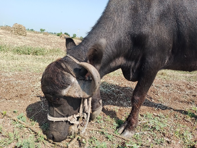 ખડેલી 4 વર્ષ