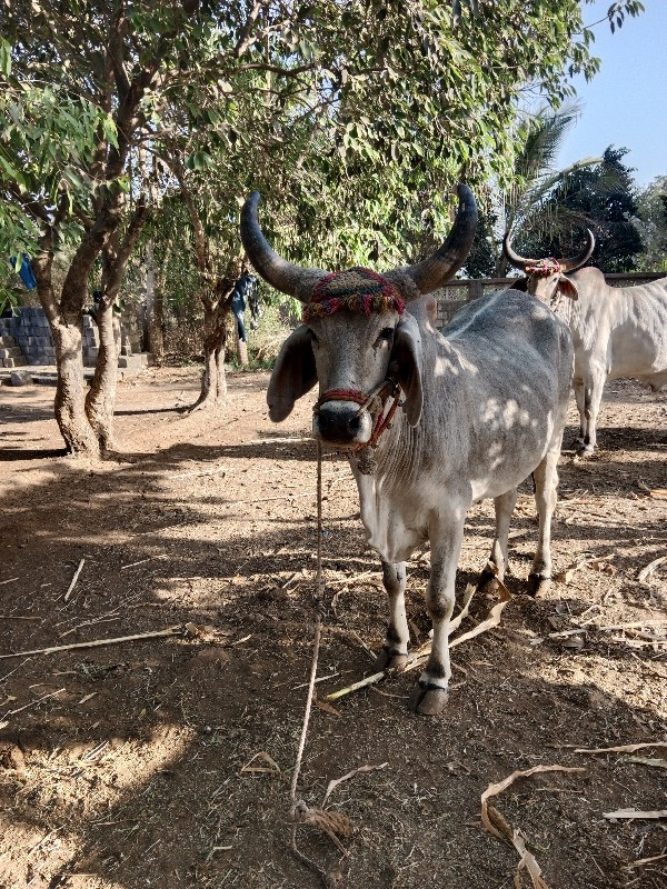 બળદ વેચવાના છે