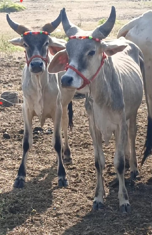 ગોઢલા વેચવાના છ...