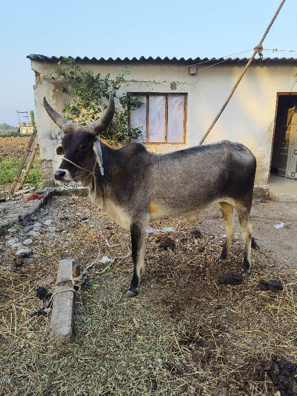 ગાય