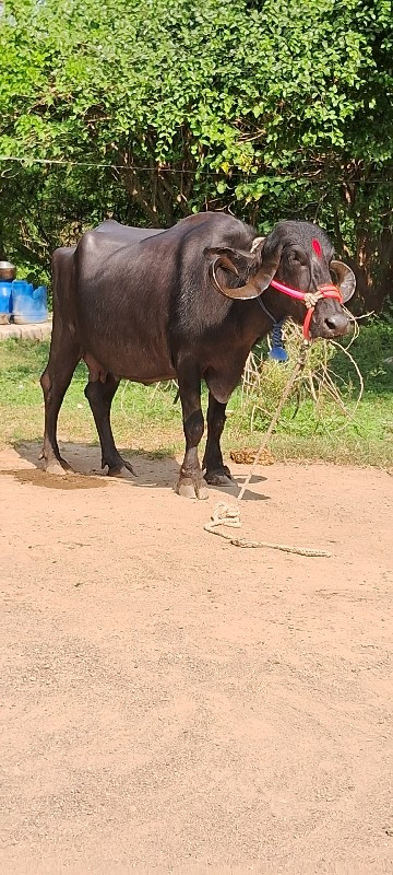 ભેંસ વેચવાની છે...