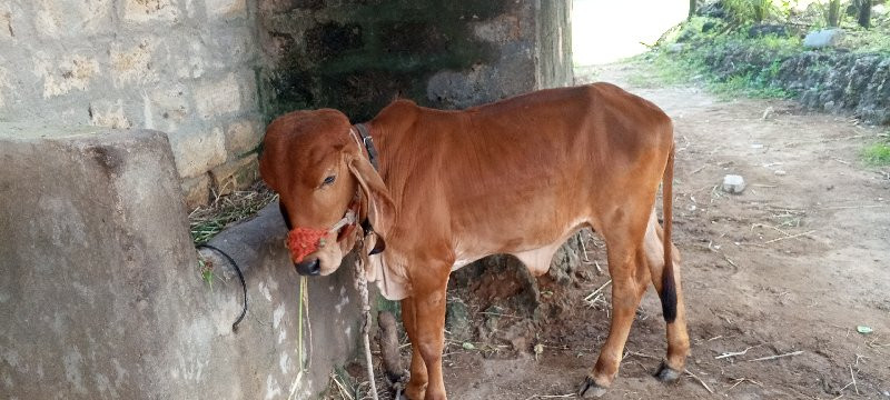 ગીર વાસડી વેસવા...