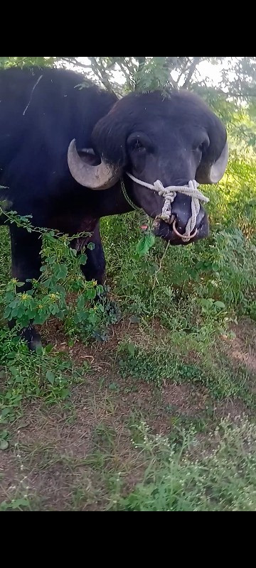 પાડો વેચવા નો છ...