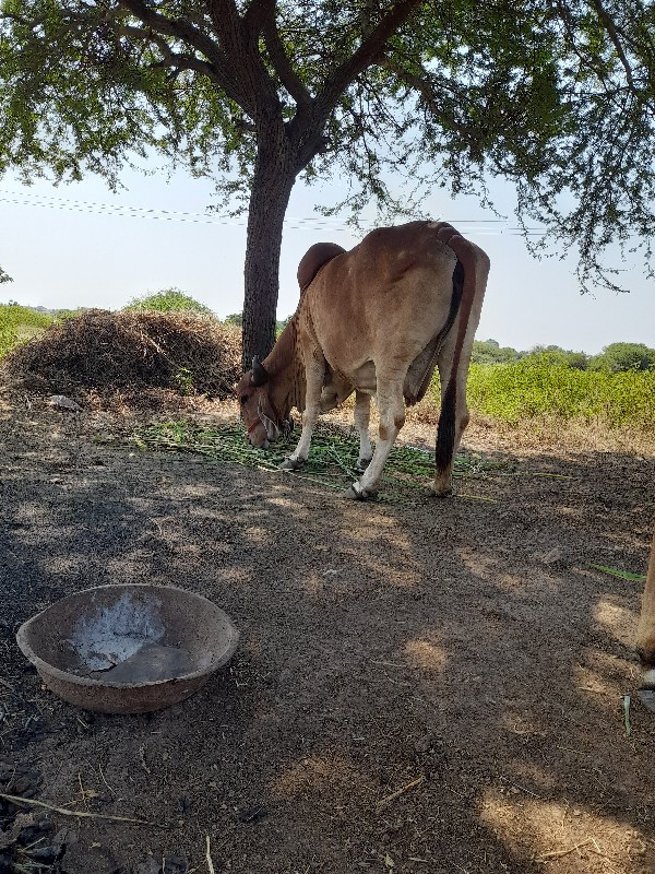 ગીર ગાય વેચવાની...