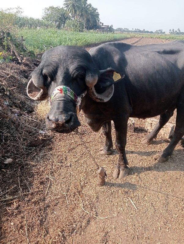 ખડેલું વેચવાનું...