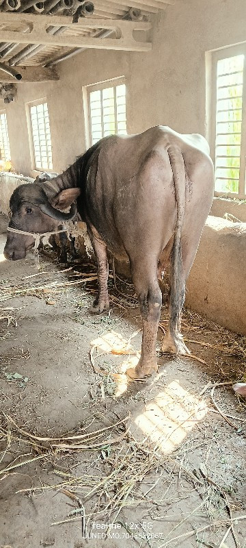 ત્રણ માલ વેચવાન...