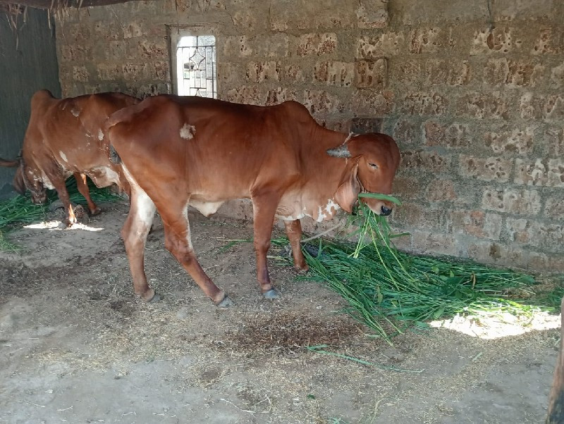 ગીર ગાય વેચવાની...