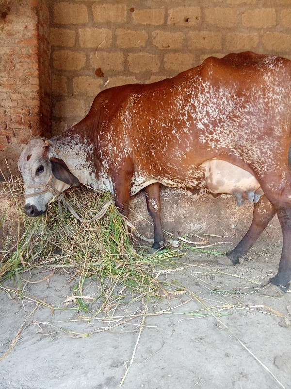 આ ગાય વેચવા ની...