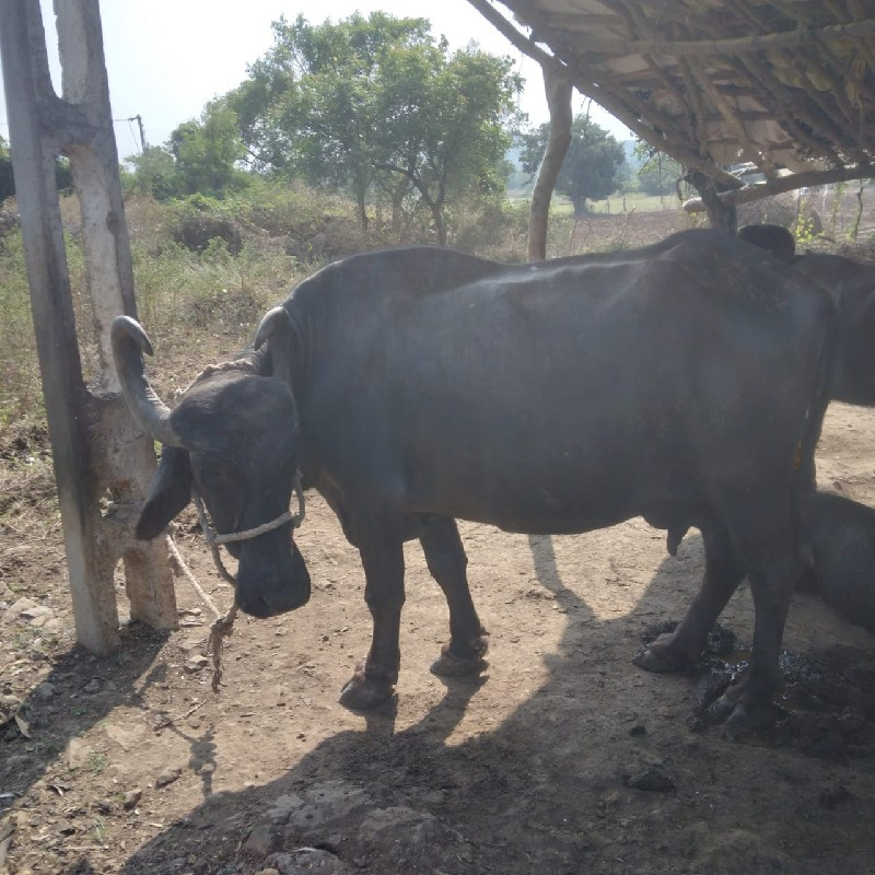 વેચવાની છે