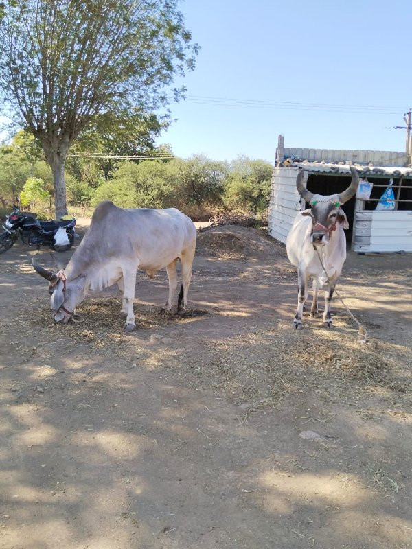 વેચવાના છે