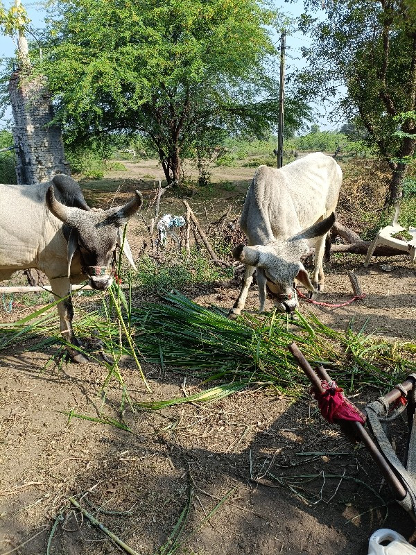 વાછરડા વહેંચવાન...