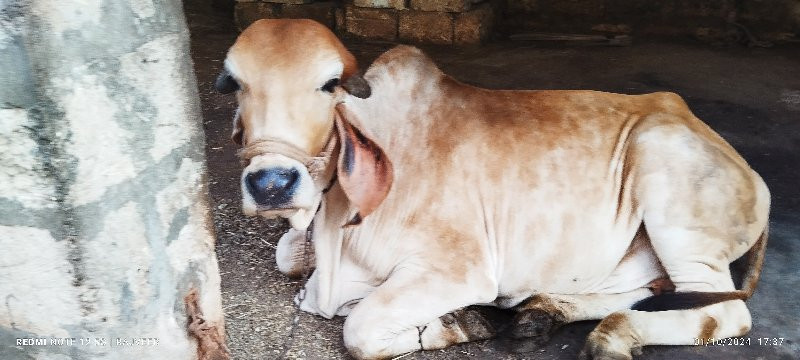 ગીર હોડકી વેચવા...