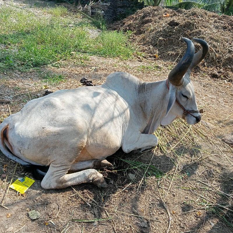 બળદ વેચવાના છે