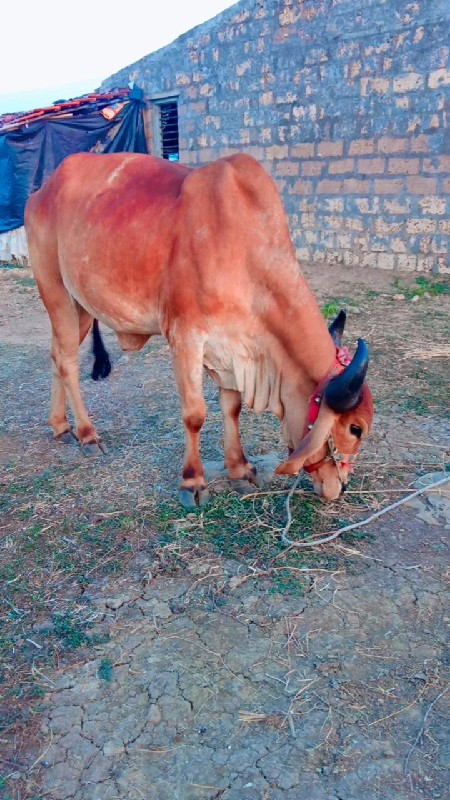 ગોટલો ઠાલાભીર હ...