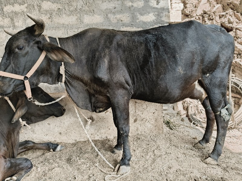 જરશી ગાય વેસવાન...