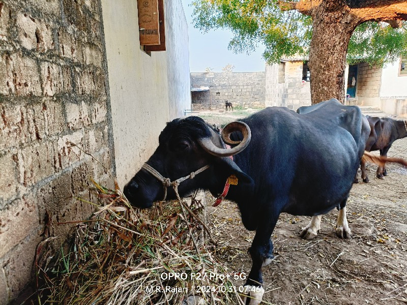 ભેંશ વેચવાની છે