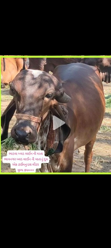 સારી બ્લડ લાઈનન...