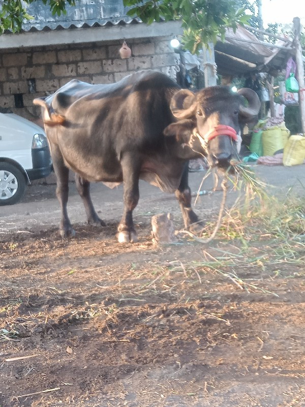 ભેંસ વેચવાની છે