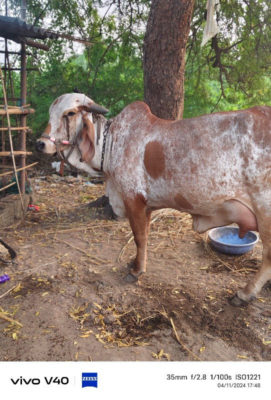 ગાય વેચવાની છે