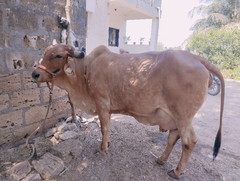 gam

ગાય વેસવાન...