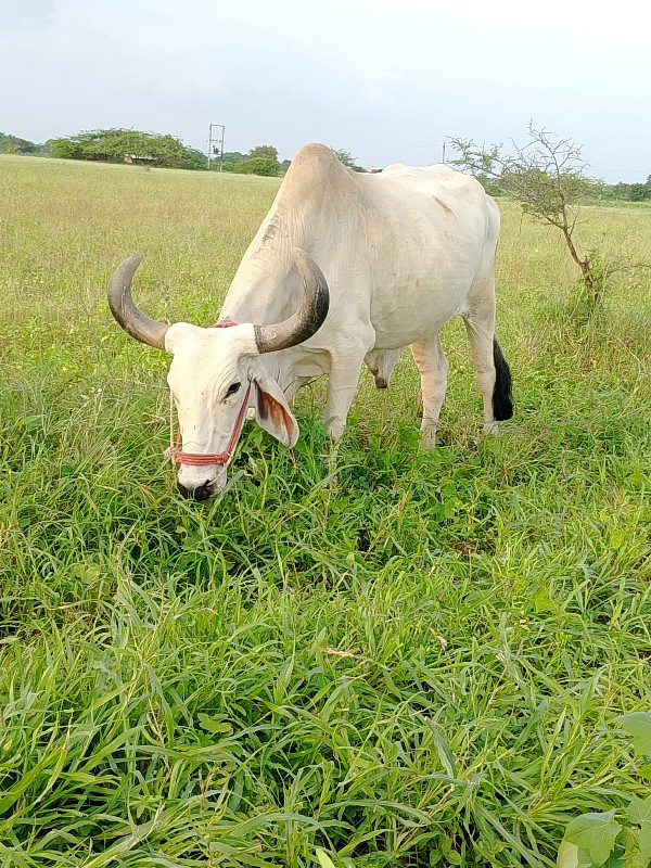 બળદ વેચવા નો છે...