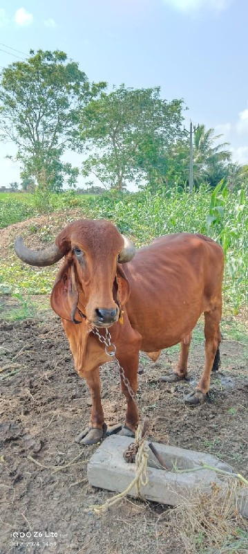 gay biju vetar