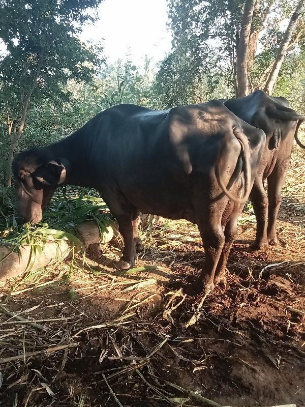 જાફરાબાદી ભેંસ