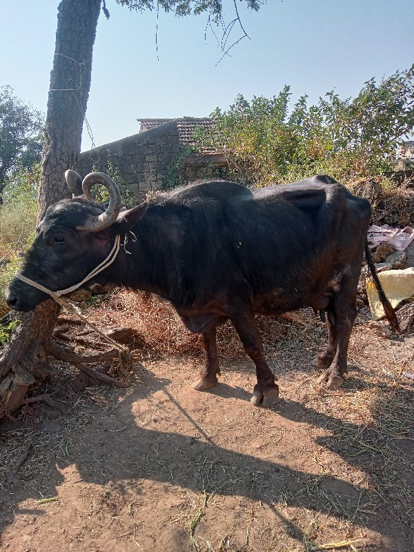 ભેંસ વેચવાની છે