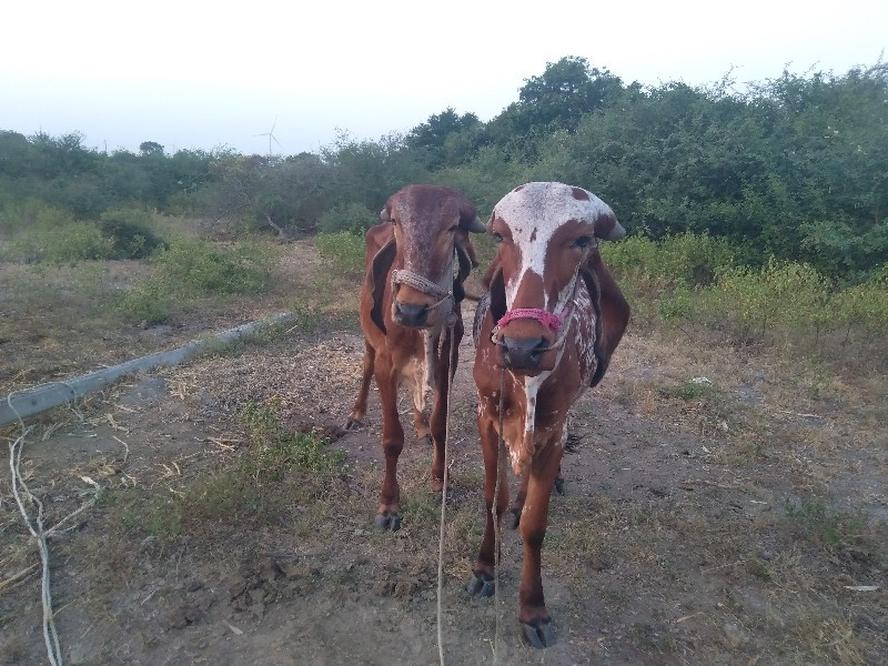 ગોઢલા