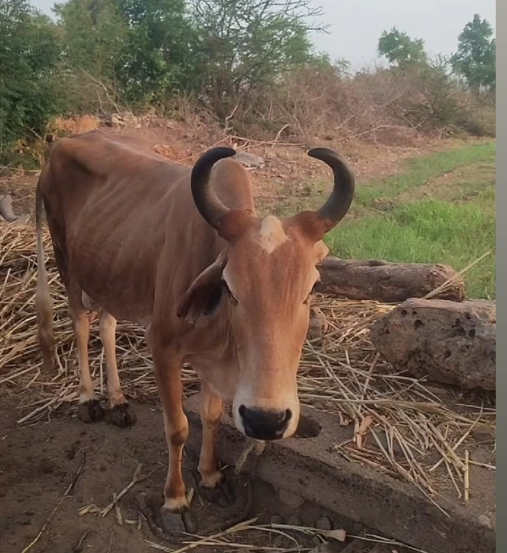 🐄 ગાય વેસવાનીછે...